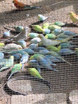 Andulka Topoľčany - 3