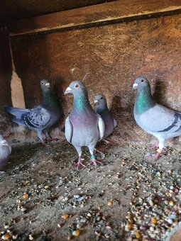 Darujem poštové holuby - 3