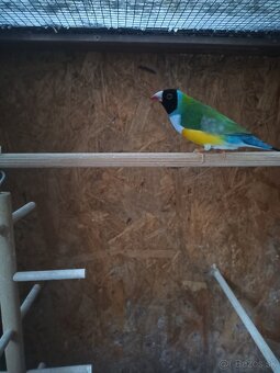Amadina Gloudove - 3