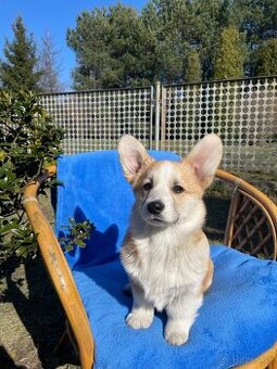 Corgi - 3