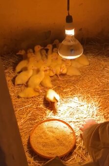 3-dňové káčata / chov kmeň “barbárie” - 3
