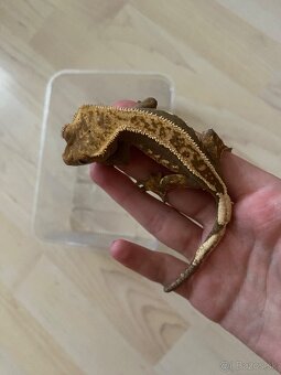 krist.kalis_cresties mladé samičky - 3