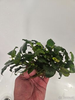 Anubias - 3