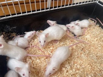Darujem mláďatá myší – 4 samci, 7 samičiek - 3