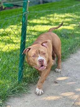 American Bully - 3