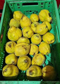 🍎 Predám domáce jablká 🍏 - 3