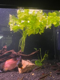 Valisneria gigantea, Crinum calamistratum, Nymphoides Taiwan - 3