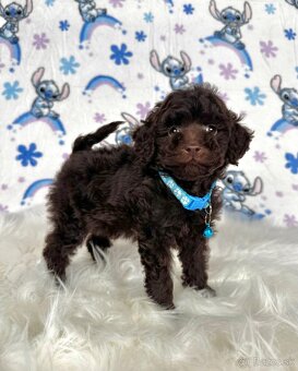 Pudel toy / Pudlík toy - CHOCOLATE psíček - 3