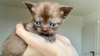 Škótske Klapouché/Rovnouché Mačiatká (Scottish Fold/Straight - 3