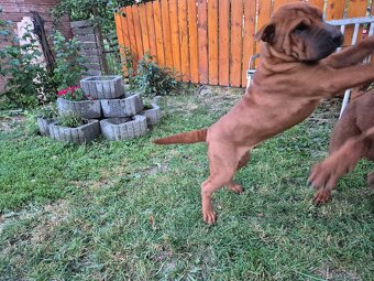 ▶️ SHAR-PEI - 3