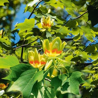Ľaliovník tulipánokvetý - 3