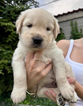 Zlatý retriever šteniatka narodené 16.6.2025 - 3
