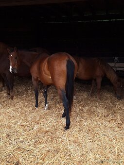 Quarter Horse 2,5 ročná kobyla - 3