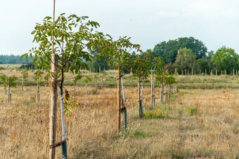 4-ročné stromčeky. Kráľovský orech tmavočervený. - 3