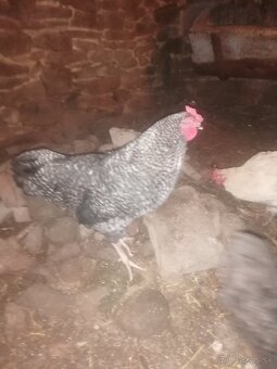 Predám kohúti - 3