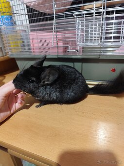 Predám činčilu samička - 3