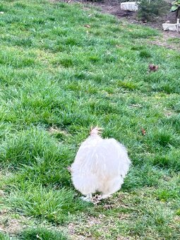 Kohút hodvábničky - 3