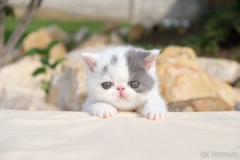 Exotické / perzské mačiatka s PP - 3