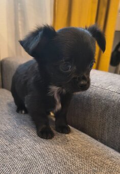Mini civava - 3