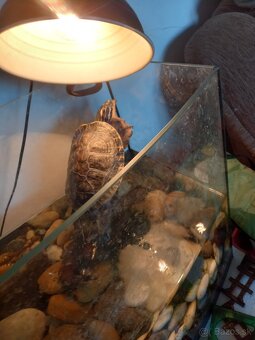 Vodná korytnačka - 3