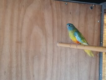 Neofema modrohlava - 3