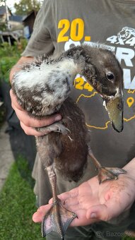 Indické bežce - káčery - 3