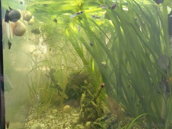 Živorodka wingei - Poecilia wingei - samička - 3