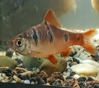 Predám Gupky, Pár bojovnice, - 3