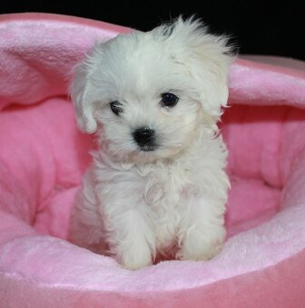 Kupim šteniatko - 3