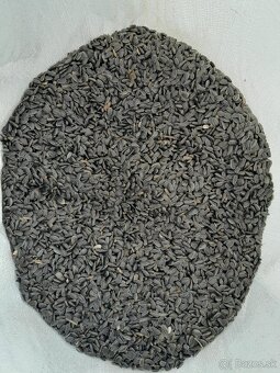 Fialová kukurica - 3