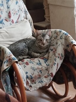 Predám kocúrika SAVANNAH - 3