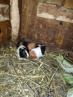 Morské prasiatko - 3