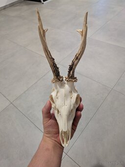 Zhody,parohy,parožie, trofej - 3