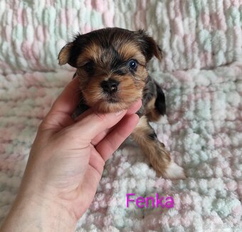 Yorkshire terrier - 3