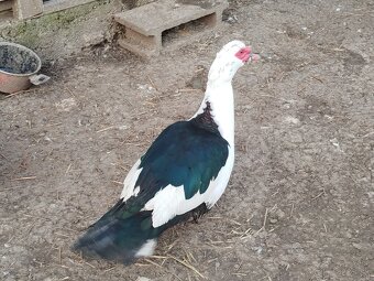 Pižmový káčer - 3