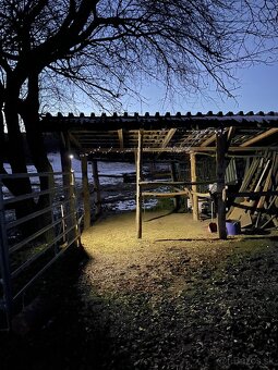 Ustajnenie koní - 3