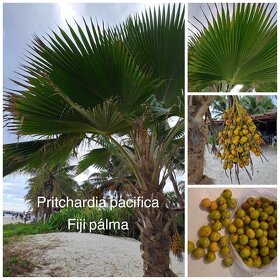 PRITCHARDIA PACIFICA – Fiji-palma – 5ks semien/balenie - 3