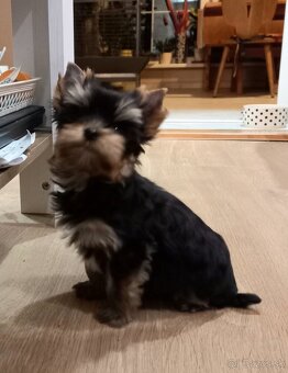 YORKSHIRE TERRIER - psík s PP - 3