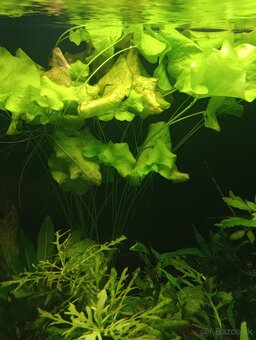 Akvariové rastlinky - 3