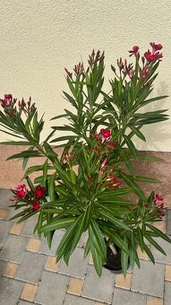 Krásny oleander cyklaménovej farby - 3