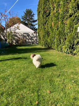 Pomeranian s PP FCI - 3