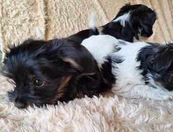 Yorkšhir,york,yorkšhirsky terier - 3