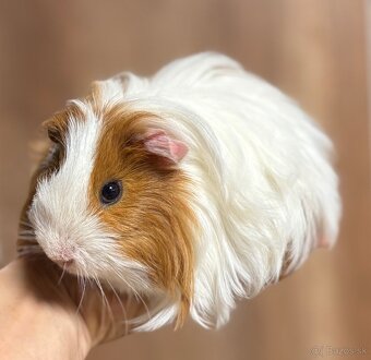 Morča - morčiatko - morské prasiatko - 3