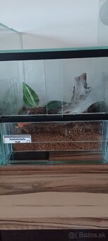 Neoholothele incei + terarium - 3
