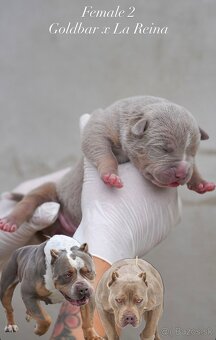 ŠTENIATKA AMERICAN BULLY XL/XXL - 3