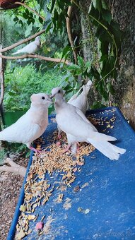 Predám hrdličky - 3