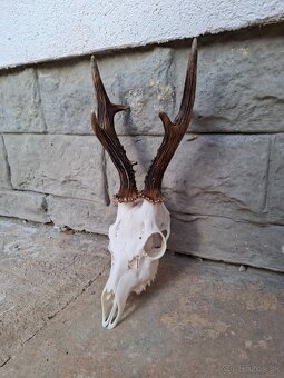 Úprava trofejí - 3