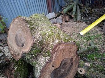 Orechové drevo – kvalitný, hrubý kmeň - 3