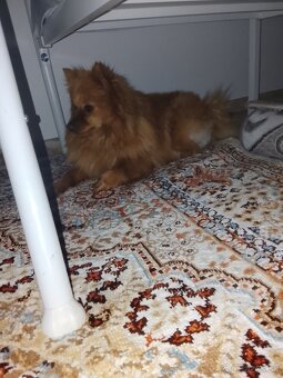 Pomerian špic - 3