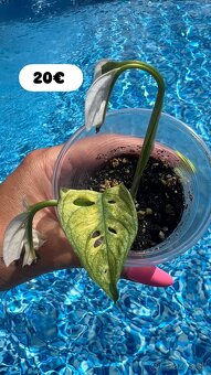 Monstera Adansoni Albo Variegata - 3